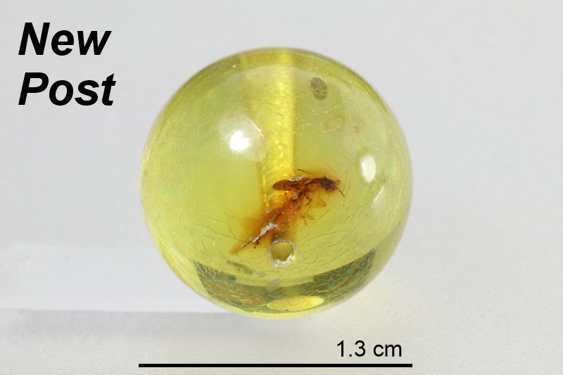 Amber Beads (with insects)
